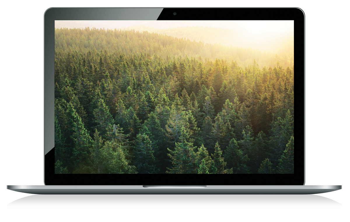 laptop-forest