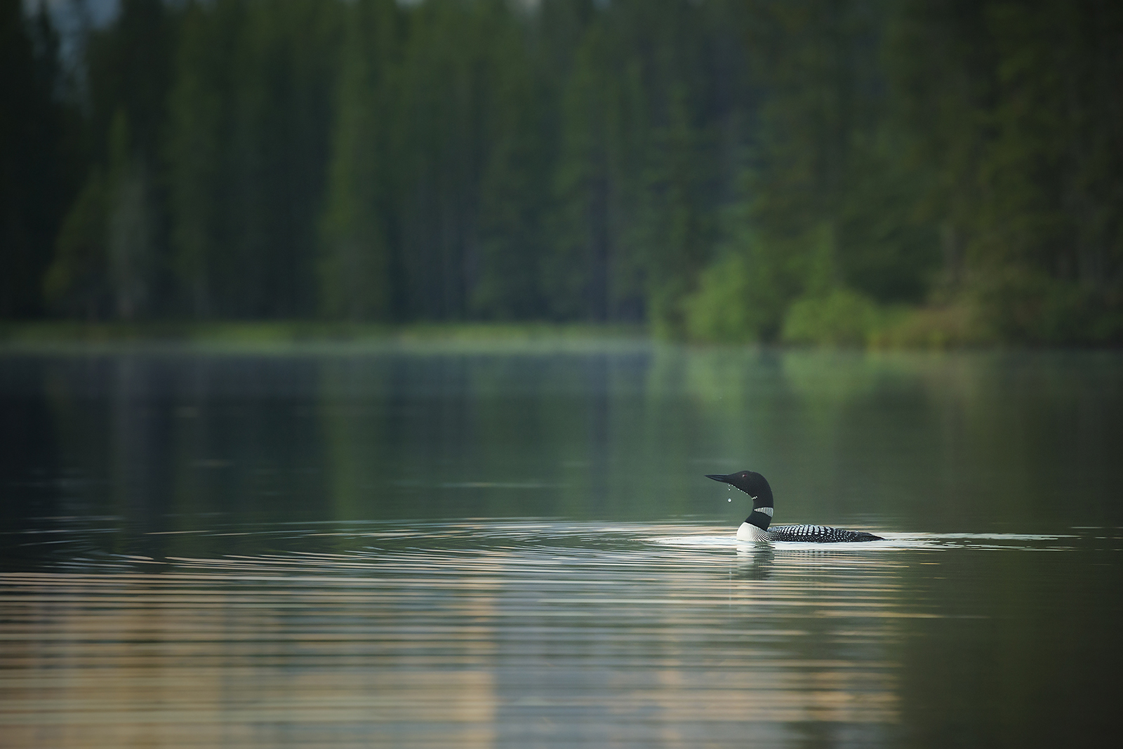 Domtar is committed to boreal forest sustainability