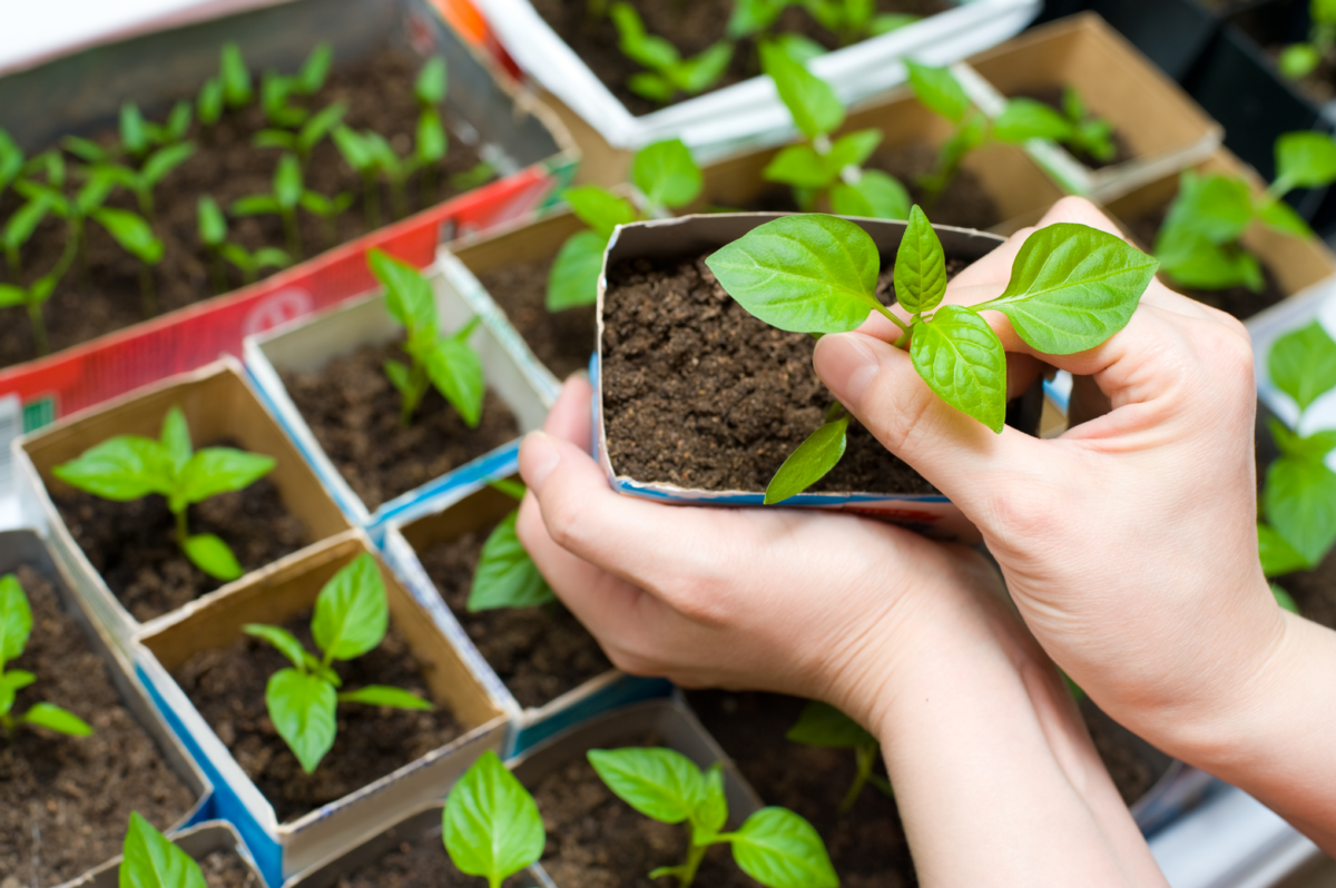 ways to recycle paper in your garden