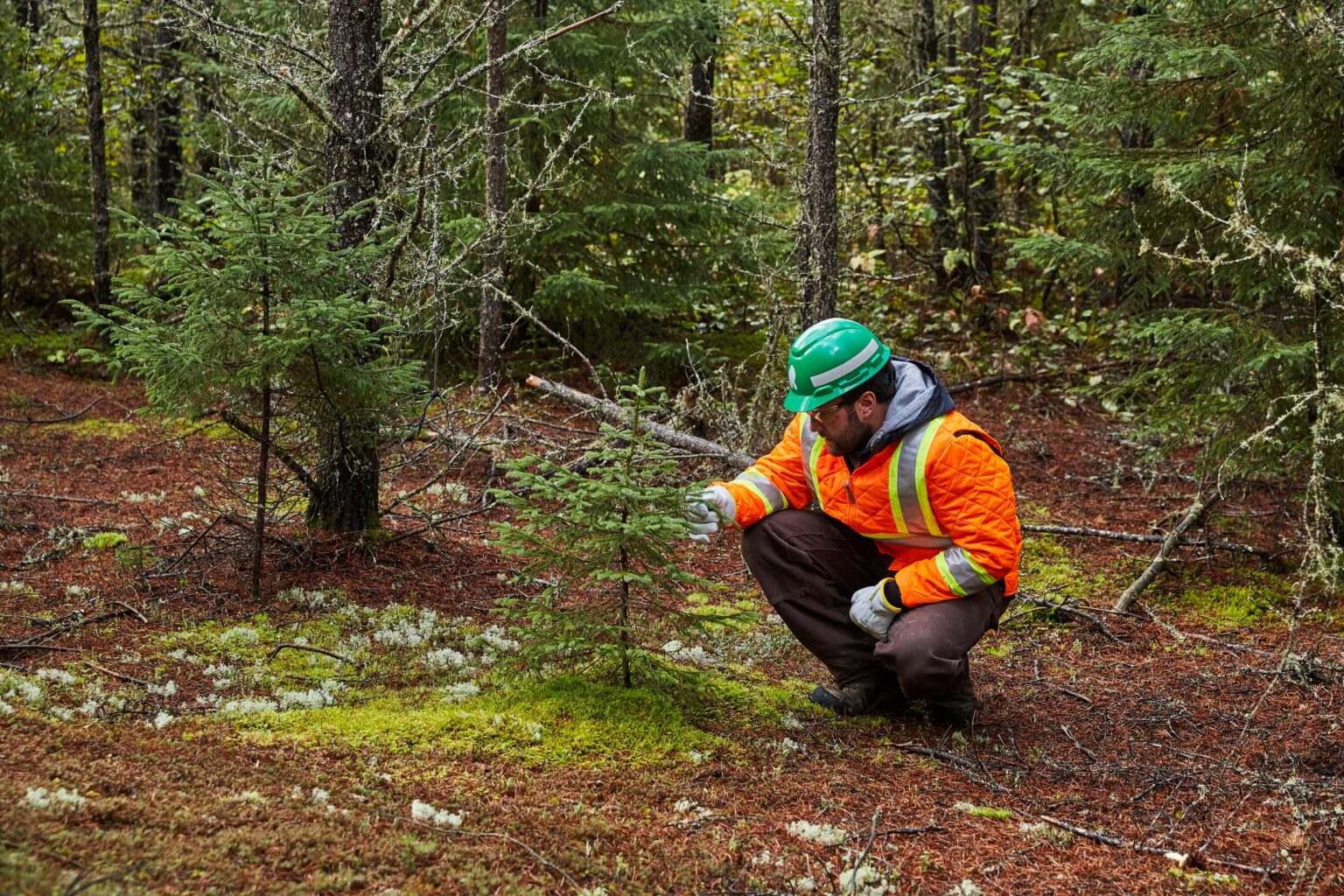 RC1_7916-forester-looking-at-sapling-2