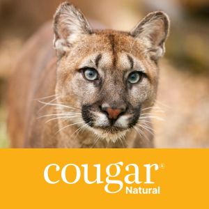 A cougar photographed in the wild