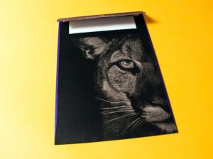 Collins_Cougar_Blog-3