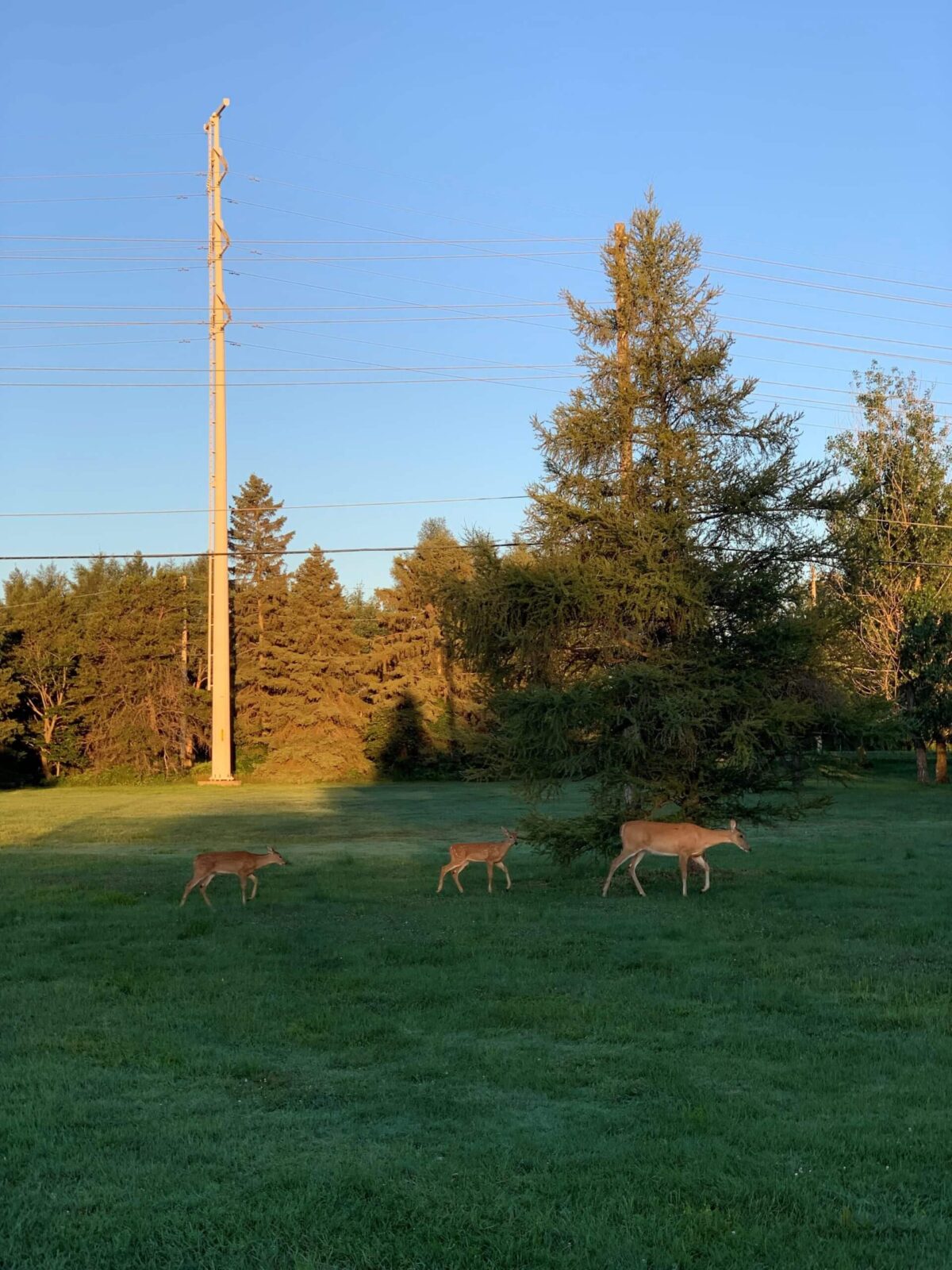 Victoria-Carlyle-IMG-DEERS-4