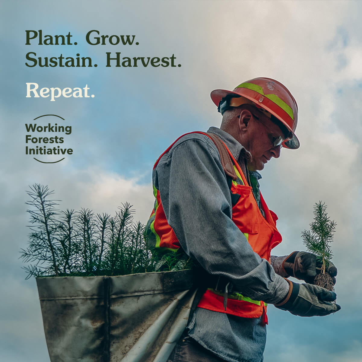 Working-Forests-Initiative_EN