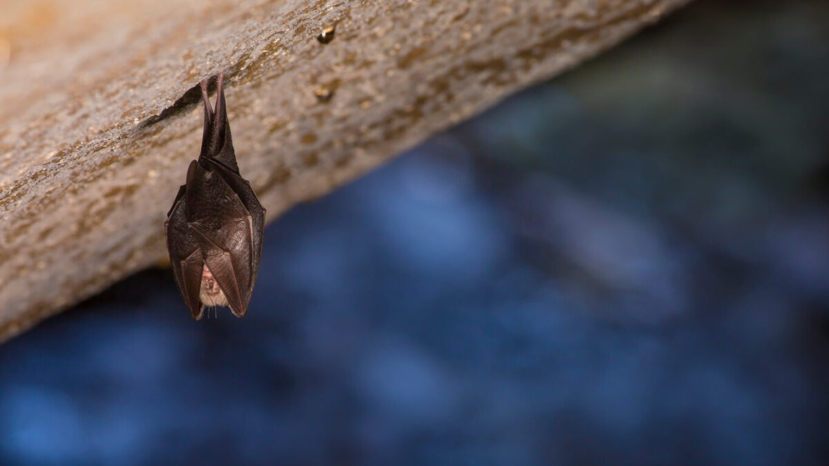 chauve souris
