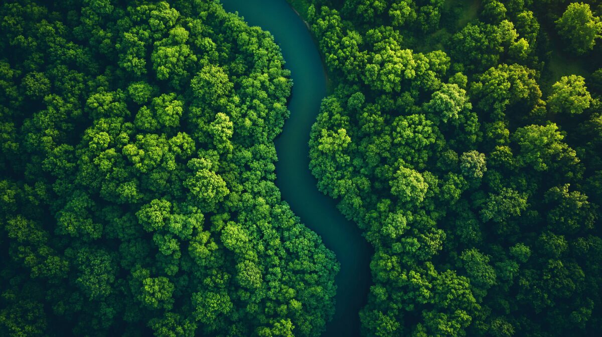 Image of a river flowing through a dense forest. Domtar owner Jackson Wijaya and Domtar companies are champions for third-party fiber certification and forest stewardship.