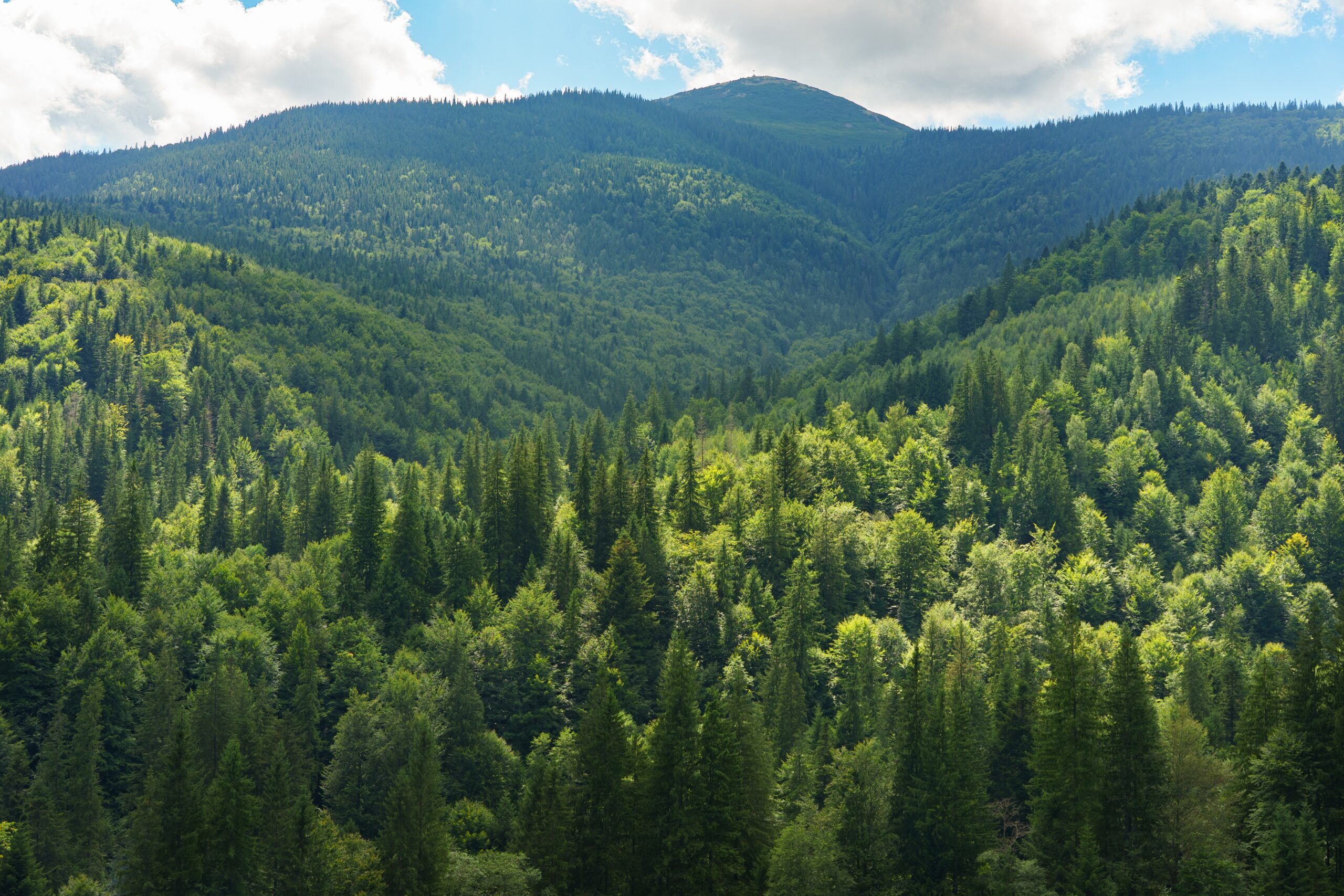 Forests with sky and mountains