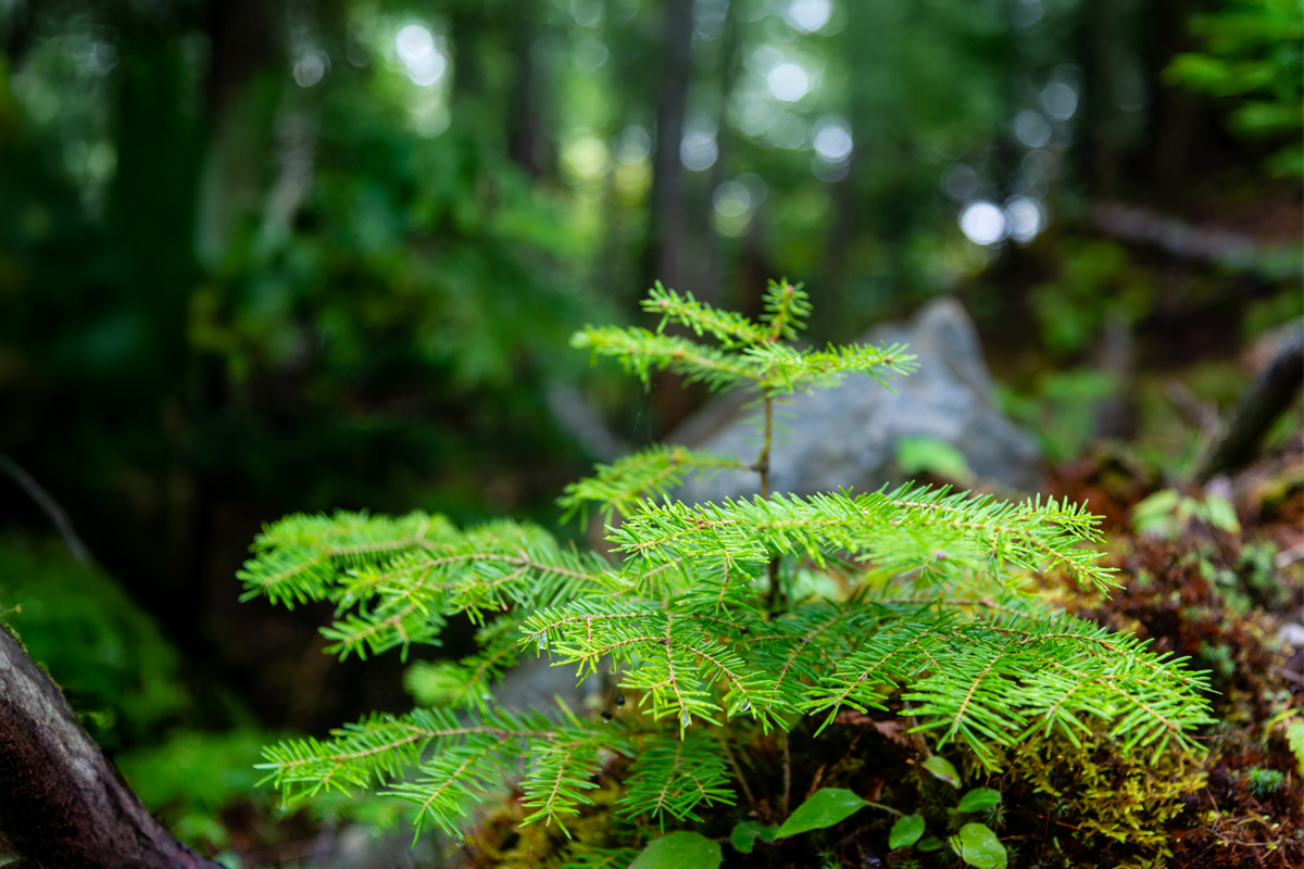 Image of seedling on forest floor. Domtar's forest management and fiber procurement practices include responsible management, careful tracking of wood fiber sources, and third‑party certifications. Find out more.