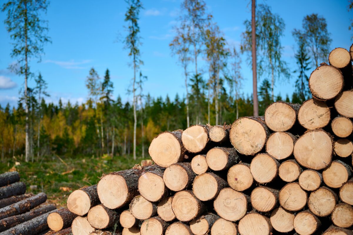 Logs stacked neatly in a logging area surrounded by tall trees in a clear blue sky. Learn about Domtar’s CDP scores for 2025.